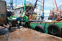 La Gi: Nỗ lực vươn khơi bám biển cuối vụ cá nam