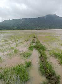 Tánh Linh: Mưa lũ gây ngập úng trên 22 ha cây trồng