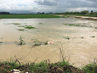Xả lũ hồ Hàm Thuận, kết hợp mưa lớn: Đức Linh tiếp tục bị thiệt hại nặng về cây trồng