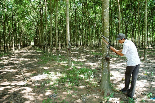 Giá mủ cao su duy trì mức ổn định