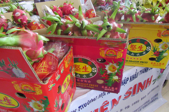 Supermarkets launched consumption support to dragon fruit growers in Binh Thuan and Long An