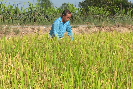 Hàm Thuận Bắc:
  Đưa giống lúa mới vào sản xuất mang lại hiệu quả cao
