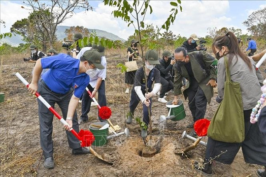Binh Thuan youths plant over 1,000 golden oaks at Ta Cu Nature Reserve