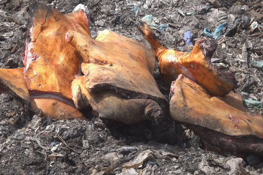 Phòng Cảnh sát môi trường, công an tỉnh Bình Thuận tiêu hủy 1 tấn thịt heo không đảm bảo tiêu chuẩn sử dụng