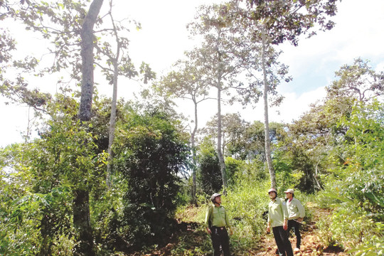 Xác định “điểm nóng” để bảo vệ rừng