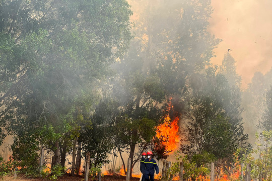 La Gi: cháy tại khu vực rừng dầu xã Tân Bình