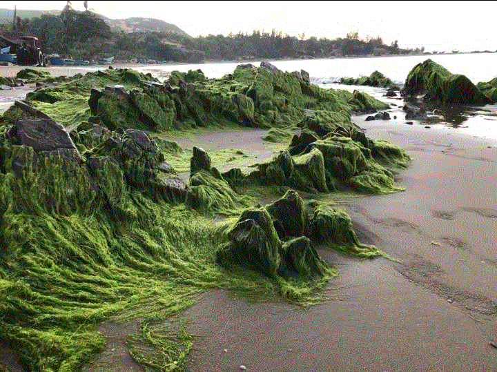 Binh Thuan: The amazing beauty of moss in the fishing village