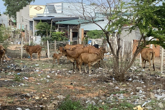 Mũi Né:
Ra quân xử lý tình trạng bò thả rông
