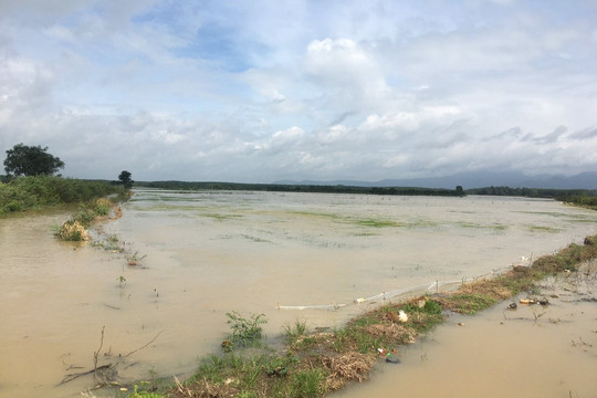 Bắc Bình: Trên 67 ha lúa bị ngập lụt do mưa lớn