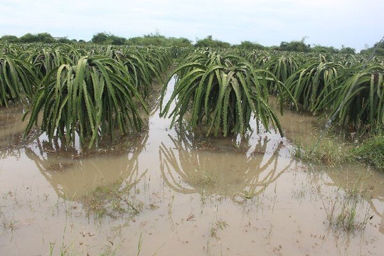 6 xã tại Hàm Thuận Bắc bị ảnh hưởng ngập lụt do mưa lớn
