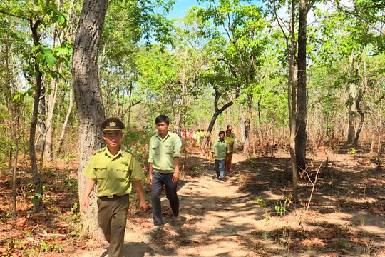 Tăng cường quản lý, bảo vệ rừng tại Hàm Thuận Bắc
