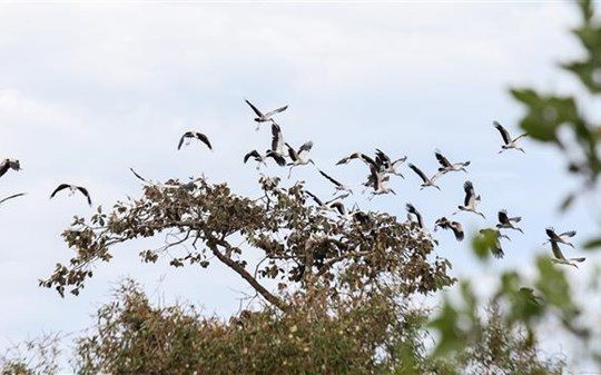 Some 1,000 individuals of endangered stork species spotted in Tay Ninh