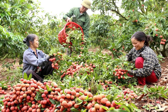 Giúp nông dân tỉnh Bắc Giang tiêu thụ vải thiều