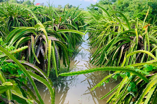 Hàm Thuận Bắc:﻿ Trên 1.900 ha cây trồng vụ hè thu bị thiệt hại do mưa lũ