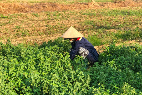 Chuyển đổi cơ cấu cây trồng trên đất lúa: Cần chính sách hỗ trợ hiệu quả cho nông dân