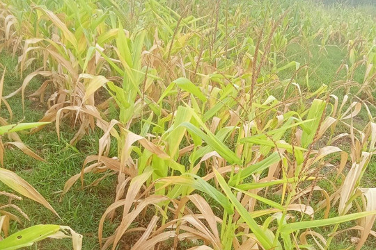 Hàm Cần (Hàm Thuận Nam):﻿﻿ Gần 90 ha bắp bị thiệt hại do nắng hạn cục bộ