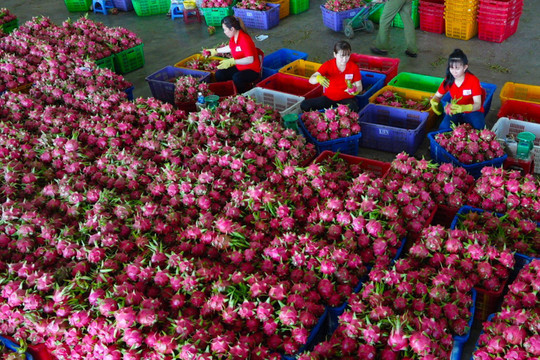 Binh Thuan's dragon fruit officially penetrate into the challenging markets