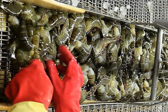 Mỹ tiếp tục là thị trường xuất khẩu nông thủy sản lớn nhất của Việt Nam