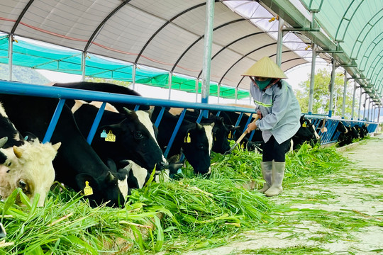 Nông nghiệp Bình Thuận: Hướng công nghệ cao và vùng sản xuất tập trung