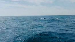  Đàn cá heo lại xuất hiện gần Khu bảo tồn biển Hòn Cau 