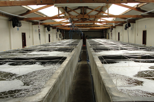 Tại sao các doanh nghiệp chưa thể vào Khu sản xuất giống thủy sản tập trung Chí Công?