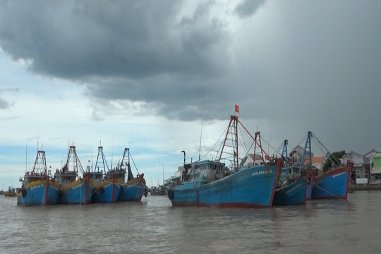 Tuy Phong: Hơn 1.200 tàu thuyền đã vào neo đậu tránh trú bão