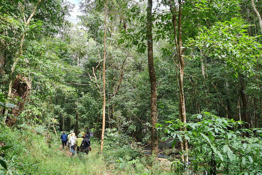 Chương trình phát triển lâm nghiệp bền vững giai đoạn 2021 - 2025: Phát triển và sử dụng bền vững diện tích rừng