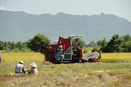 Tánh Linh: Sản xuất nông nghiệp duy trì ổn định
