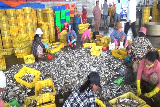 Tuy Phong: 9 tháng đầu năm khai thác hải sản đạt gần 48.000 tấn