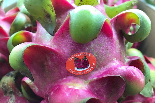 Binh Thuan boosts to develop its dragon fruit’s Geographical Indications