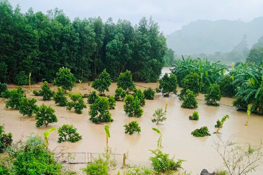 Hàm Thuận Bắc: ﻿﻿ Hơn 10 ha lúa đang thu hoạch bị đổ ngã do mưa lũ