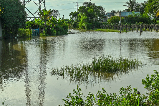 Hàm Thuận Bắc:
Mưa lớn gây ngập nhiều diện tích nông nghiệp và khu dân cư