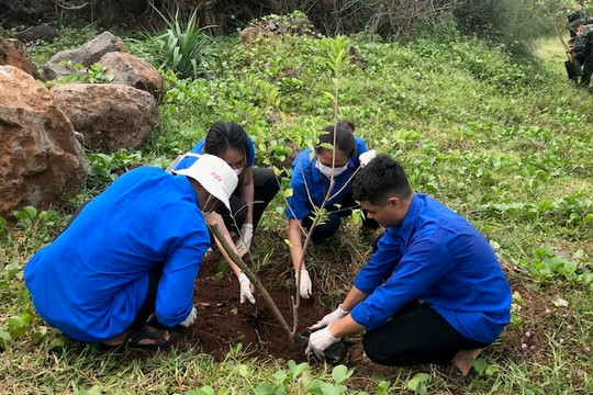 Phu Quy planted more than 21,000 trees for the rainy season