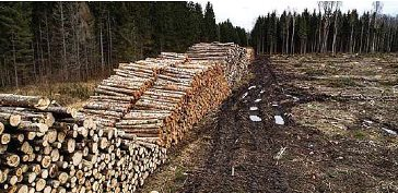 Châu Âu: Khủng hoảng năng lượng làm tăng giá củi và nguy cơ tàn phá rừng