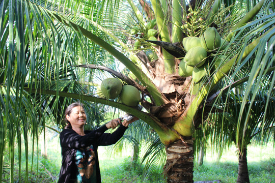 Hiệu quả từ trồng dừa kết hợp nuôi heo rừng lai