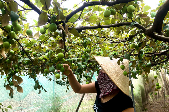 Tuy Phong: Vận động nông dân phát triển nông nghiệp, xây dựng nông thôn mới