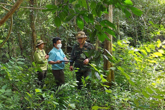 Giám sát chặt chẽ tài nguyên rừng, xử lý nghiêm vi phạm về lâm nghiệp