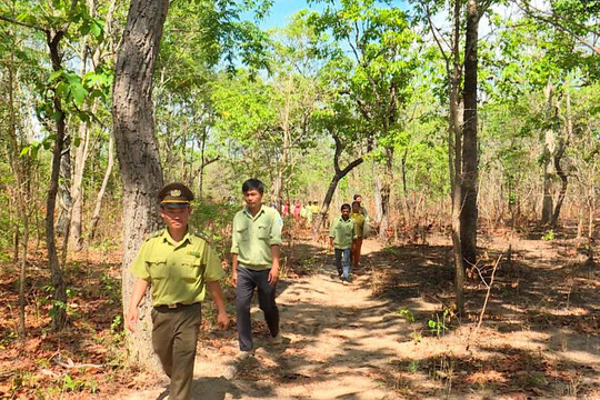Kiểm lâm, lực lượng chuyên trách bảo vệ rừng xin nghỉ việc: Cần chính sách hỗ trợ đặc thù