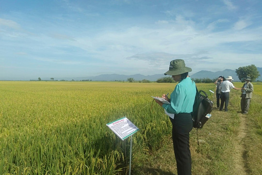 Tánh Linh: Khảo nghiệm các giống lúa mới của Viện lúa Đồng bằng sông Cửu Long