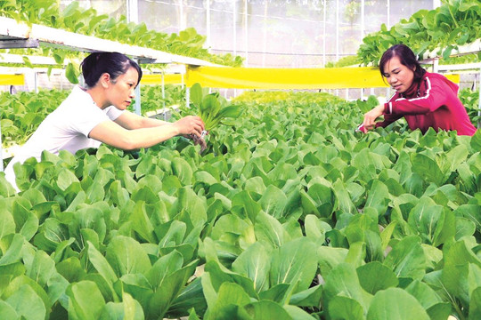 Bình Thuận triển khai thực hiện Nghị quyết 19-NQ/TW: Nông nghiệp phát triển vững chắc, nông thôn phát triển toàn diện, nông dân có thu nhập cao