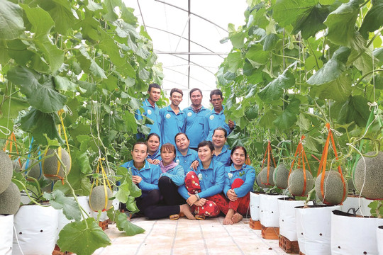 H.A.M.T Organic Farm: Đầu tư nông nghiệp hướng đến người tiêu dùng Việt Nam