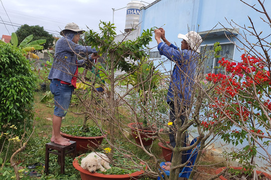 Lặt lá mai đón tết 