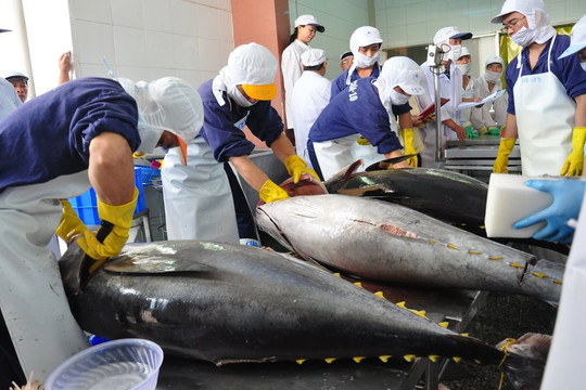 Lần đầu tiên cá ngừ trở thành ngành hàng giá trị tỷ USD