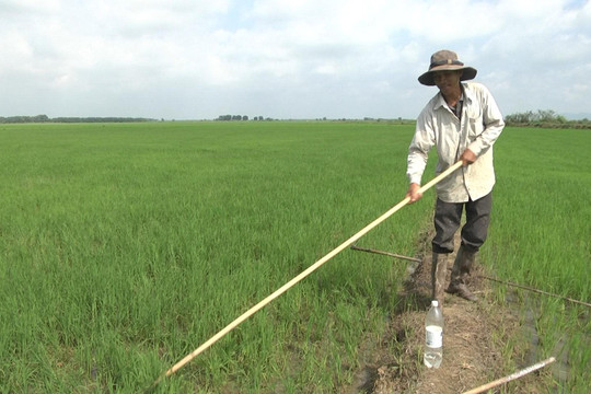 Tánh Linh:  Nông dân khẩn trương ra đồng chăm sóc lúa đông xuân sau tết