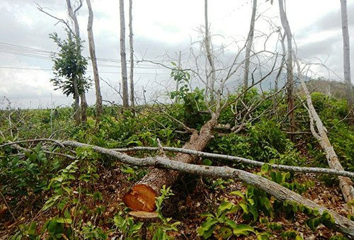 Đề nghị kiểm điểm tập thể, cá nhân liên quan vụ phá rừng kéo dài ở Tà Cú