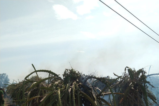 Hàm Thuận Bắc: Đốt dọn vườn gây cháy khoảng 8ha thanh long