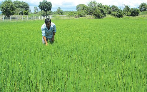 Chuyển nguồn vốn thực hiện Chương trình mục tiêu quốc gia phát triển kinh tế - xã hội vùng đồng bào dân tộc thiểu số và miền núi