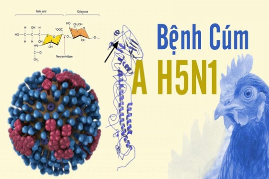 Kiểm soát chặt ngăn cúm A/H5N1 xâm nhập