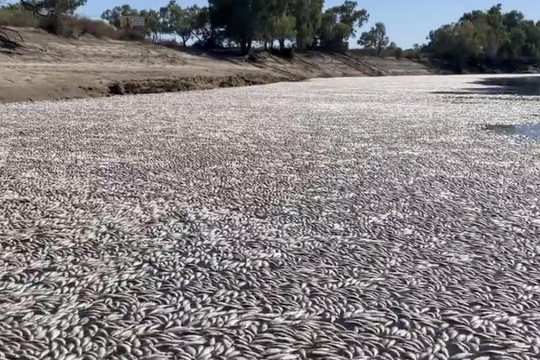 Hàng triệu con cá chết gây tắc sông ở Australia