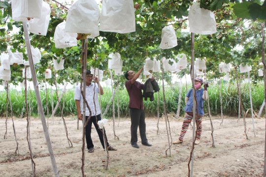 Tuy Phong: Xây dựng nông thôn mới tạo thu nhập bền vững cho nông dân